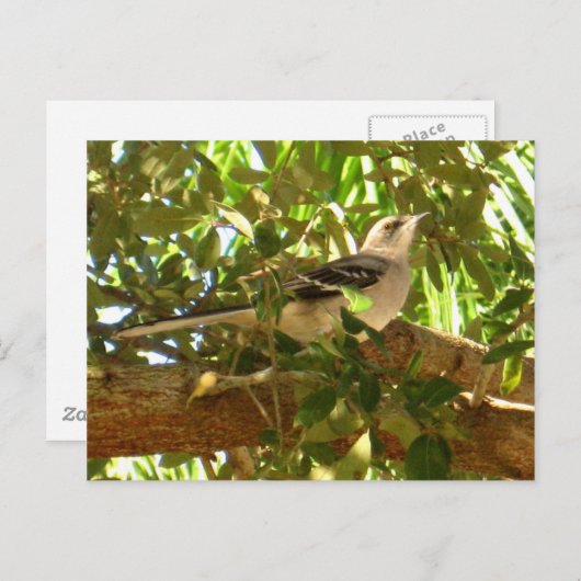 Vogel Postkarte (Vorne/Hinten)