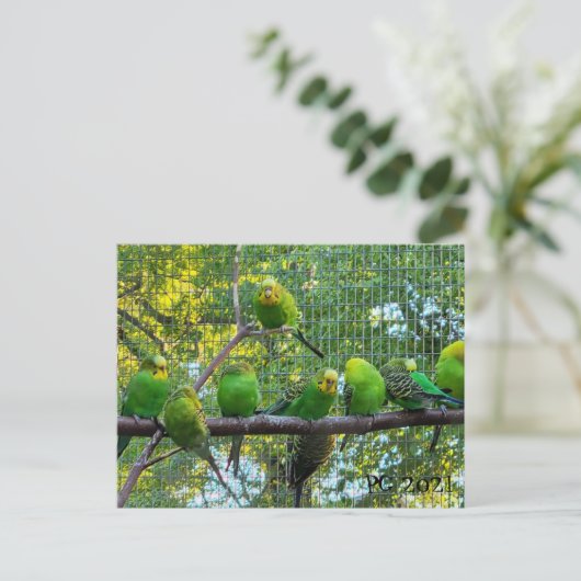 Vögel Postkarte (Stehend Vorderseite)