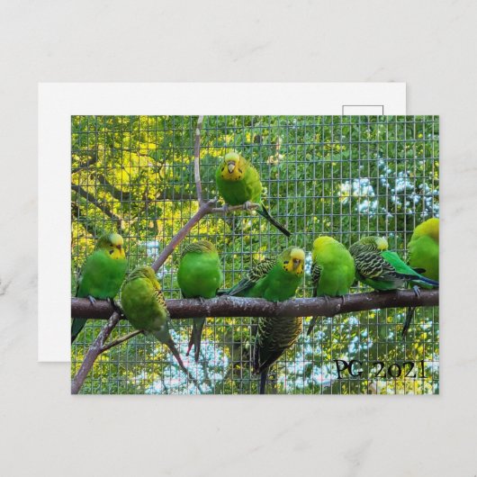 Vögel Postkarte (Vorne/Hinten)