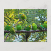 Vögel Postkarte (Vorderseite)