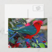 Vogel Postkarte (Vorne/Hinten)