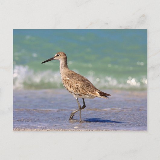 Vogel Postkarte (Vorderseite)