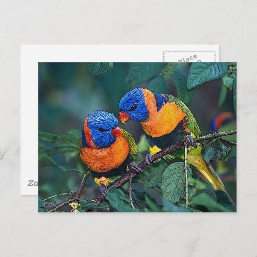 Vögel Postkarte (Vorne/Hinten)