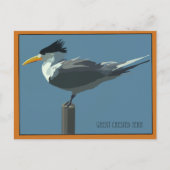 Vogel--Ried-Seeschwalbe Postkarte (Vorderseite)