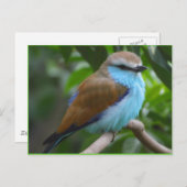 Vögel: Schöner Braun und Blauer Vogel Postkarte (Vorne/Hinten)