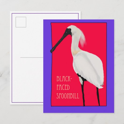 Vogel -- Schwarzgesichtlöffler Postkarte (Vorne/Hinten)