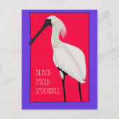 Vogel -- Schwarzgesichtlöffler Postkarte (Vorderseite)