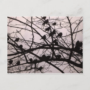 Vögel Silhouettes.jpg Postkarte