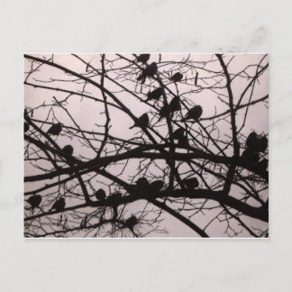 Vögel Silhouettes.jpg Postkarte