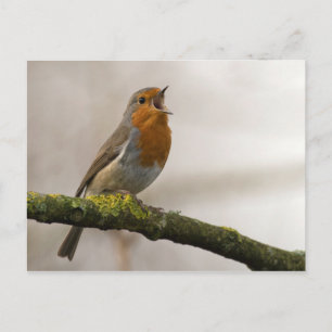 Vögel sind die einzigen Tiere mit Federn 3 Postkarte