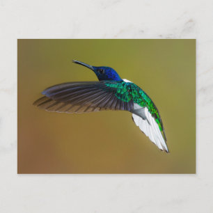 Vögel sind die einzigen Tiere mit Federn 4 Postkarte