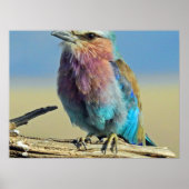 Vögel sind die einzigen Tiere mit Federn Poster (Vorne)