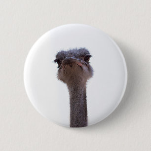 Vogel Strauß Button