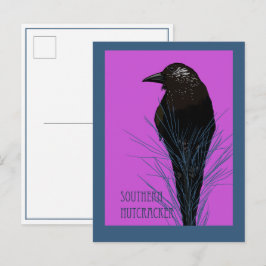 Vogel -- Südlicher Tannenhäher Postkarte