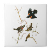 Vögel Sumpf-Amsel-Johns Audubon von Amerika Fliese (Vorderseite)