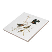 Vögel Sumpf-Amsel-Johns Audubon von Amerika Fliese (Seite)