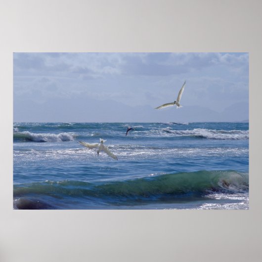 Vögel tauchen ins Meer Poster (Vorne)
