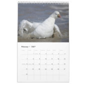 Vogel-Tier-Wandkalender 2017 Kalender (Feb 2027)