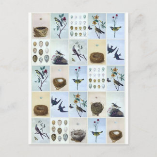 Vögel und Nester Postkarte