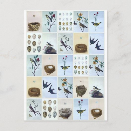 Vögel und Nester Postkarte (Vorderseite)