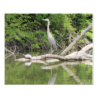 Vogel und Schildkröte Fotodruck