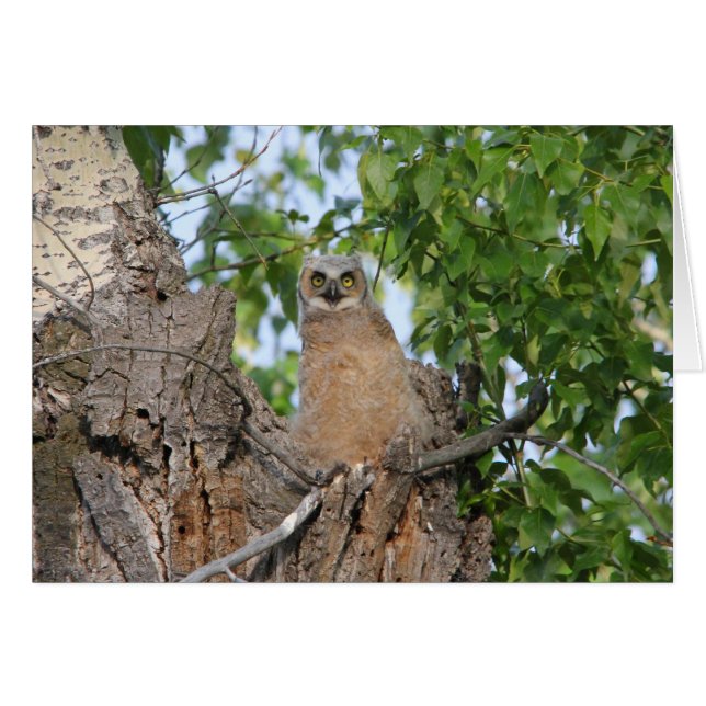 Vogel-Virginia-Uhu (Vorderseite (Horizontal))