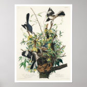 Vogel von Audubon Poster (Vorne)