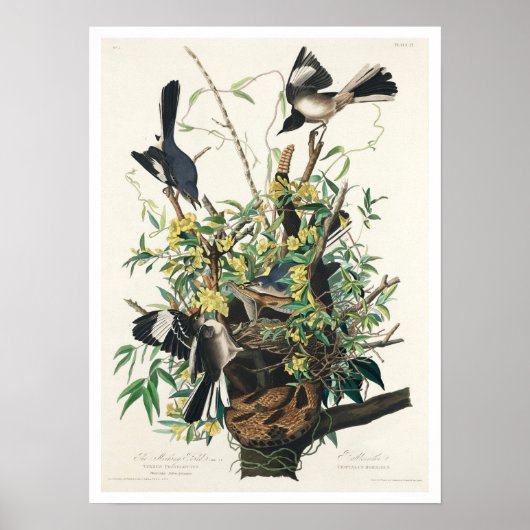 Vogel von Audubon Poster (Vorne)