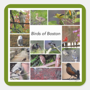 Vögel von Boston Foto Collage Quadratischer Aufkleber