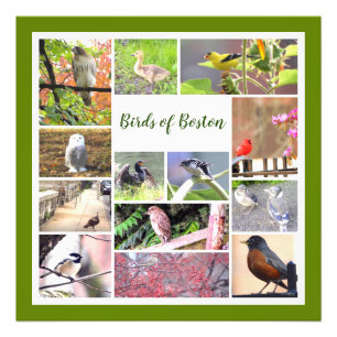 Vögel von Boston FotoCollage Fotodruck
