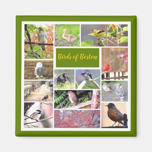Vögel von Boston FotoCollage Magnet (Vorne)