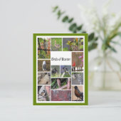 Vögel von Boston FotoCollage Postkarte (Stehend Vorderseite)