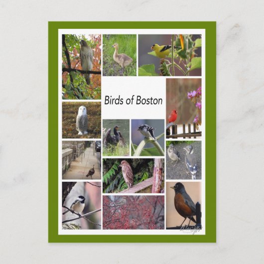 Vögel von Boston FotoCollage Postkarte (Vorderseite)