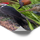 Vögel von Feuchtgebieten in Süßwasser Poster (Ecke)