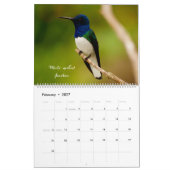 Vögel von Kolumbien Kalender (Feb 2027)