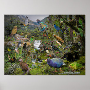Vögel von neuseeländischem Kunstposter Poster