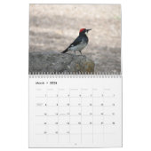Vögel von Nordamerika calandar Kalender (Mär 2026)