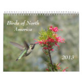 Vögel von Nordamerika Kalender (Titelbild)