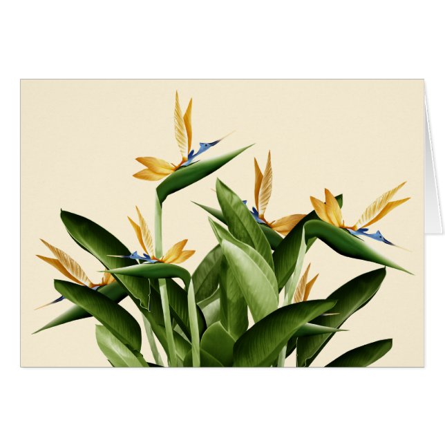 Vogel-von-Paradies Fantasie-Pflanze (Vorderseite (Horizontal))