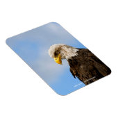 Vogel von Pray Bald Eagle Magnet (Rechte Seite)