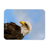 Vogel von Pray Bald Eagle Magnet (Horizontal)