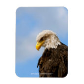Vogel von Pray Bald Eagle Magnet (Vertikal)