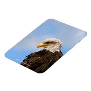 Vogel von Pray Bald Eagle Magnet