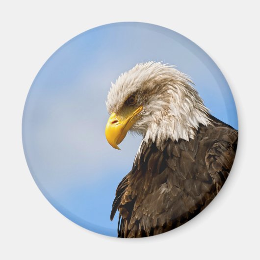 Vogel von Pray Bald Eagle Magnet (Vorne)