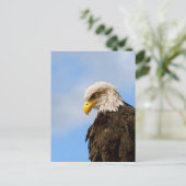 Vogel von Pray Bald Eagle Postkarte (Stehend Vorderseite)