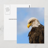 Vogel von Pray Bald Eagle Postkarte (Vorne/Hinten)