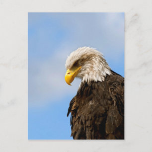 Vogel von Pray Bald Eagle Postkarte
