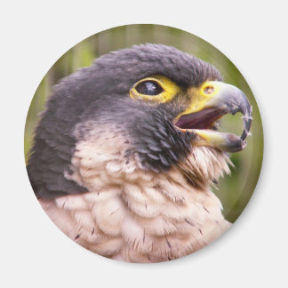 Vogel von Prey Magnet