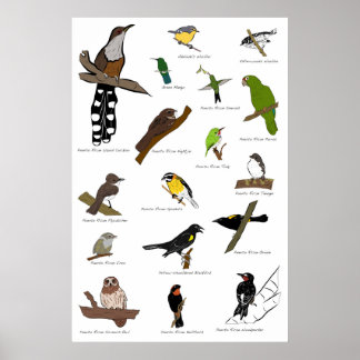 Vögel von Puerto Rico Poster