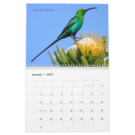 Vögel von Südafrika-Kalender Kalender (Jan 2027)
